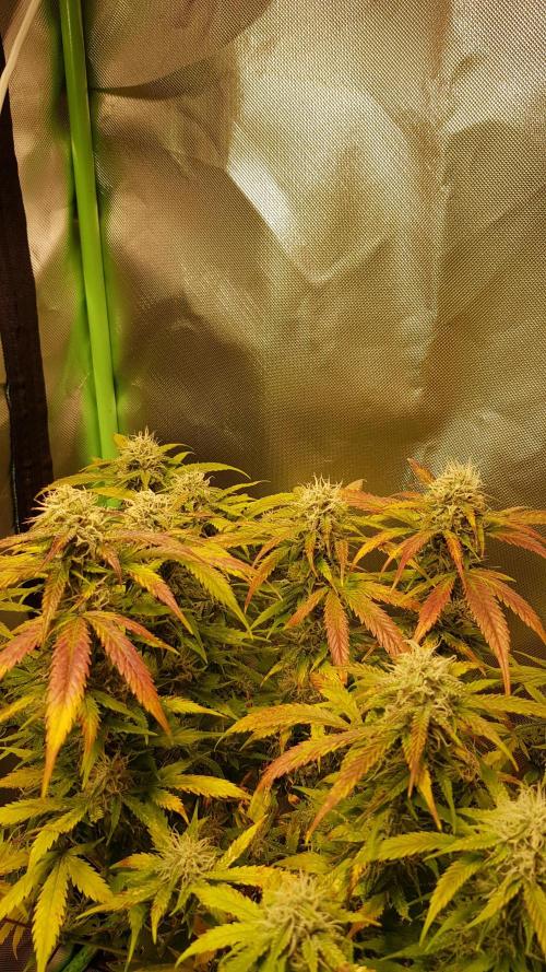 Fractal Dimension. Week 9