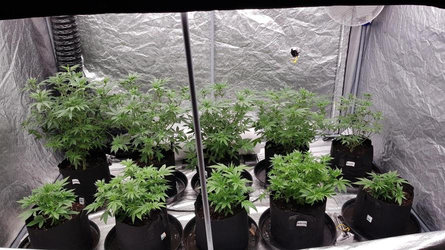 Fruity Fusion. Week 6