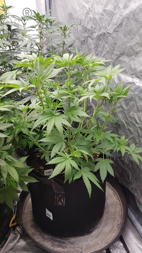 Fruity Fusion. Week 6