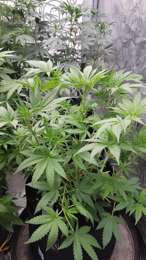 Fruity Fusion. Week 6