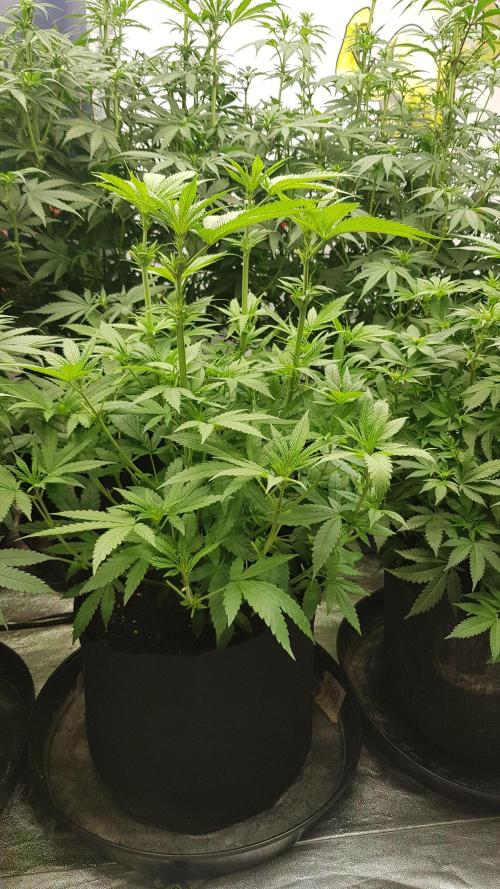 Sherbet with Paya. Week 6