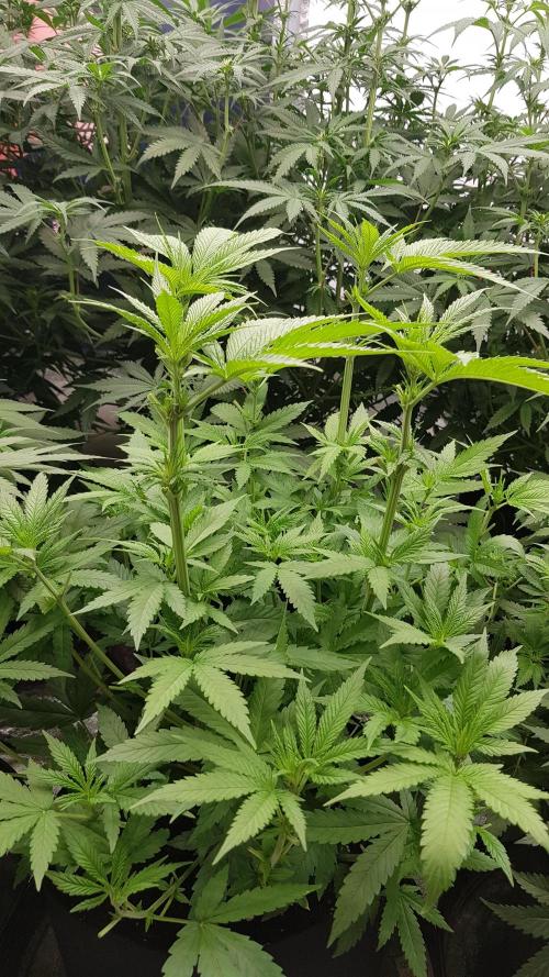 Sherbet with Paya. Week 6