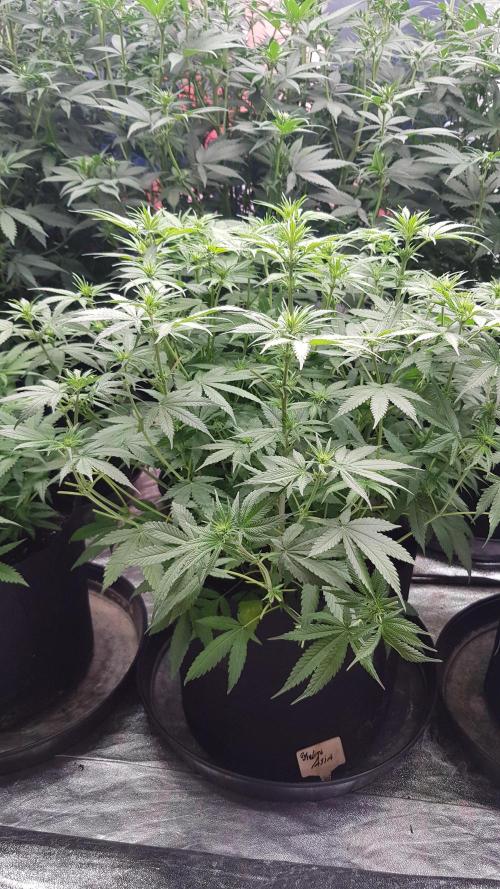 Expedition Asia. Week 6