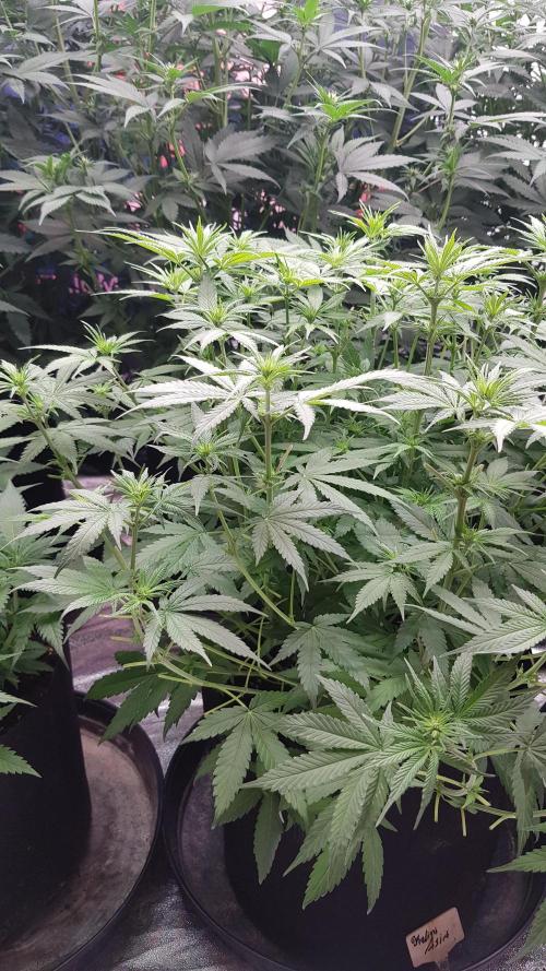 Expedition Asia. Week 6