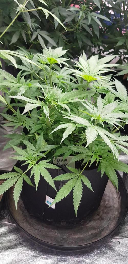 Ultimate Rapier Hunt