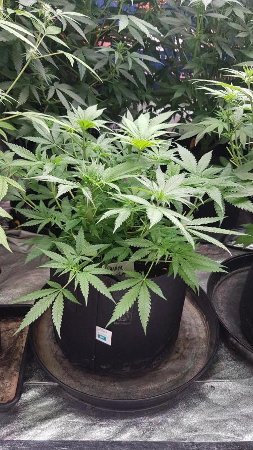 Ultimate Rapier Hunt. Week 6