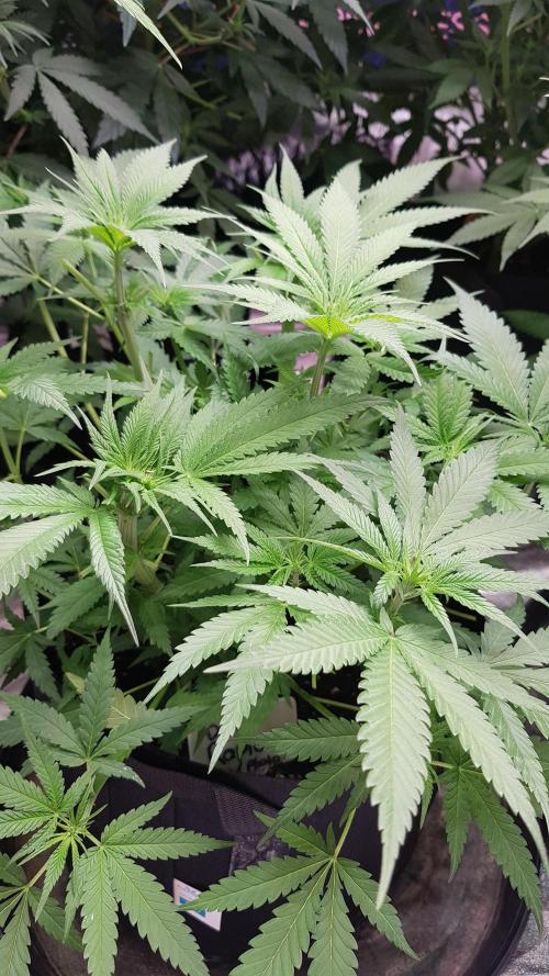 Ultimate Rapier Hunt. Week 6