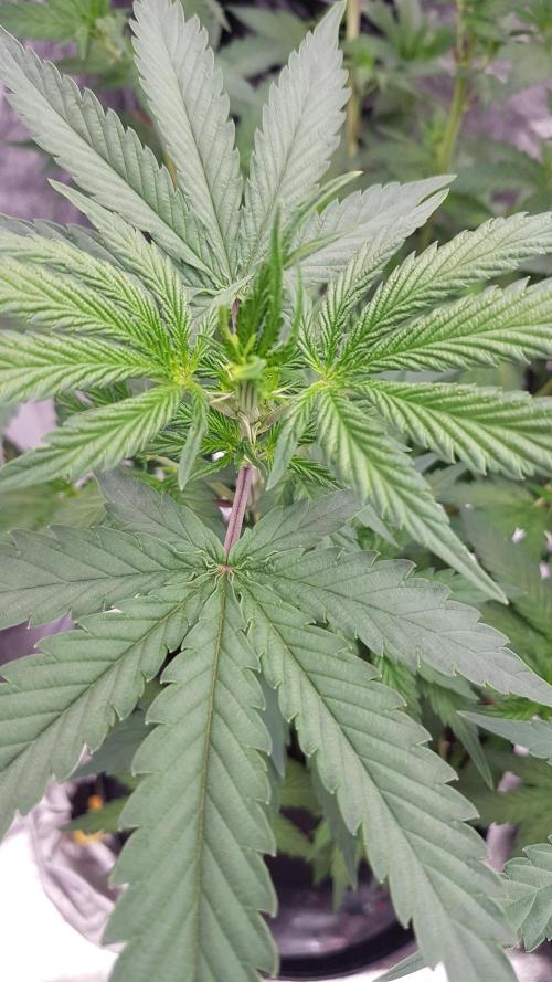 Rainbow Dreams. Week 6