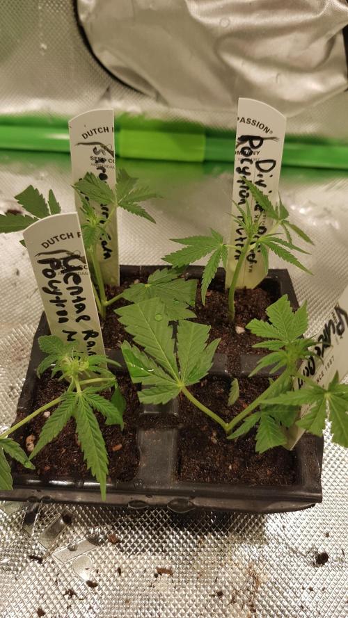 Cola Mix. Week 6 - Done a Cut of Strawberry Cola sherbet 