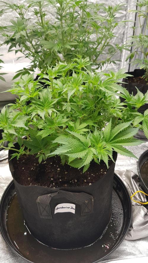 Fruity Dunk Shot. Week 6