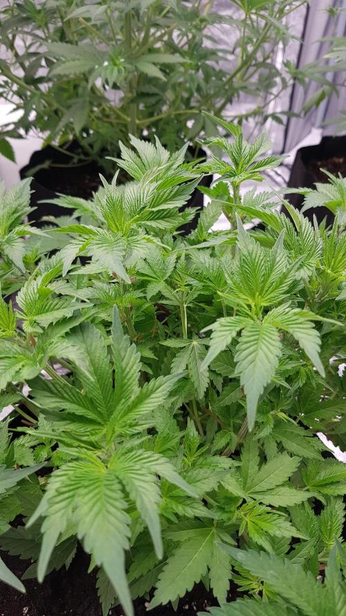 Fruity Dunk Shot. Week 6