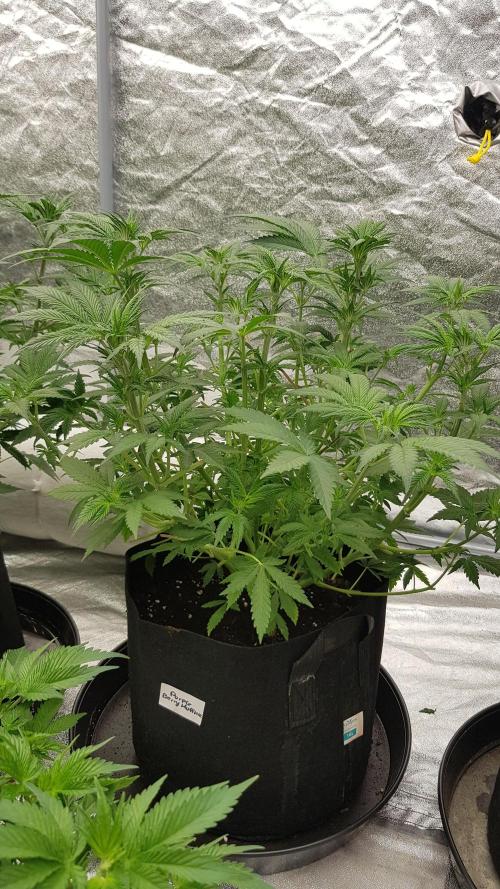 Muffinz Fusion. Week 6