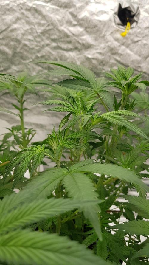 Muffinz Fusion. Week 6