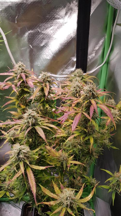 Fractal Dimension. Week 10