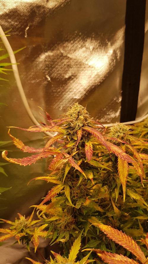 Fractal Dimension. Week 10