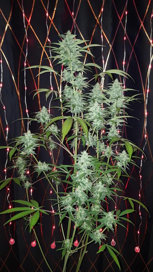 Crafting Ak47 #2. Week 9