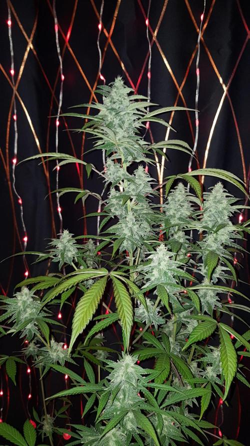 Crafting Ak47 #2. Week 9