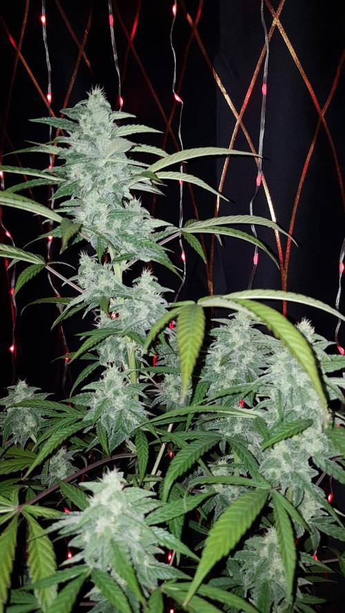 Crafting Ak47 #2. Week 9