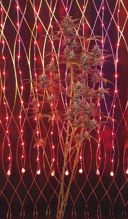 Crafting Ak47 #2. Week 9