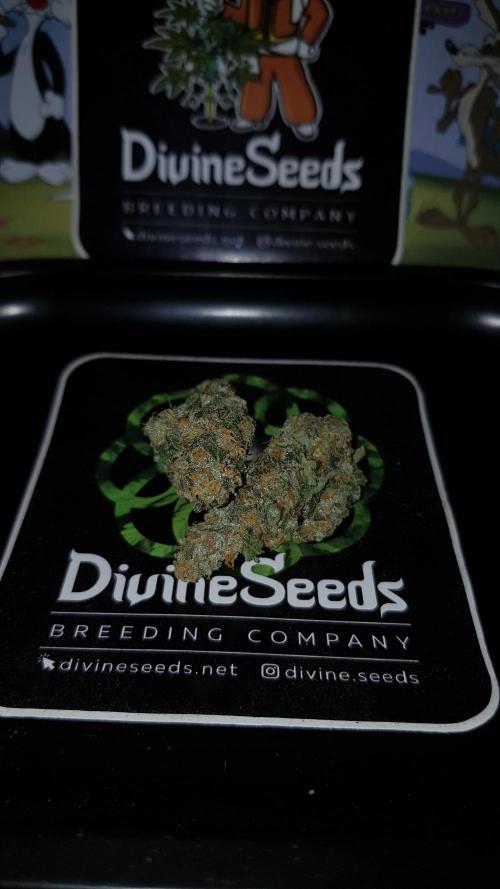 Crafting Ak47 #2. Week 9