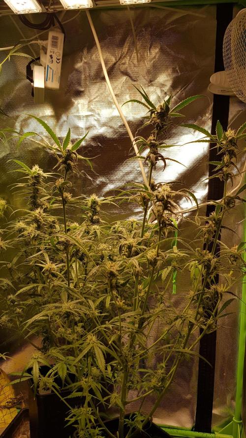 Opium goes Black #1. Week 8