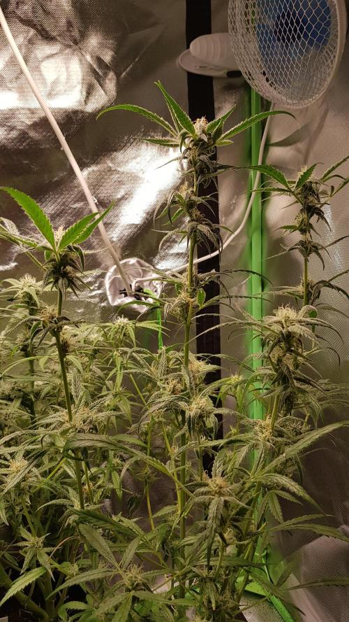 Opium goes Black #1. Week 8