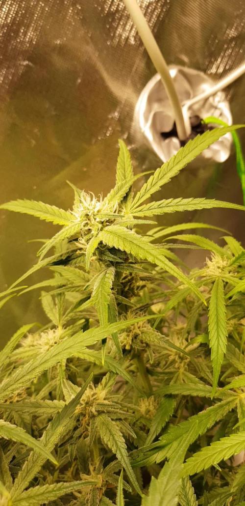 Fractal Collection #2