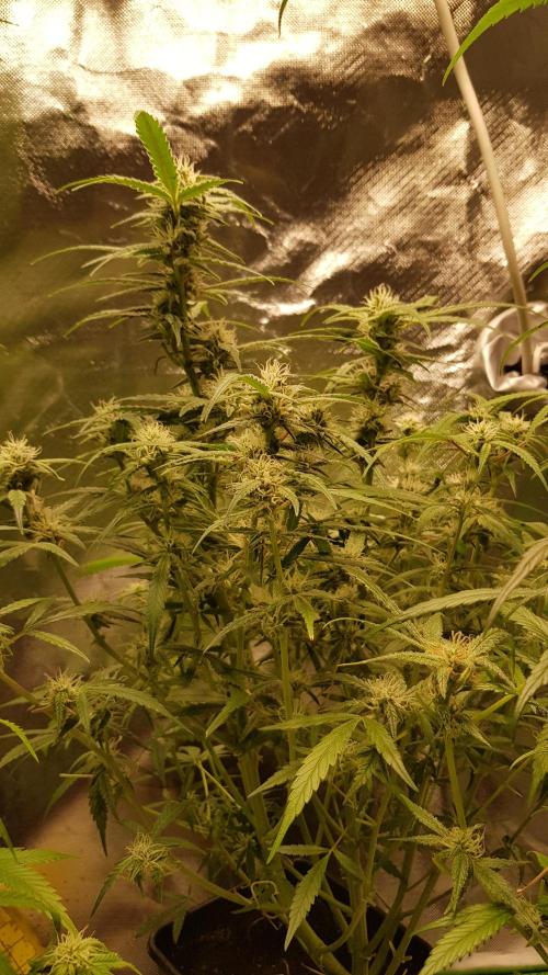 Fractal Collection #2. Week 8