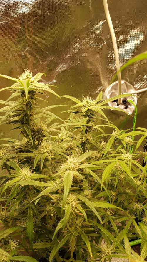 Fractal Collection #2. Week 8