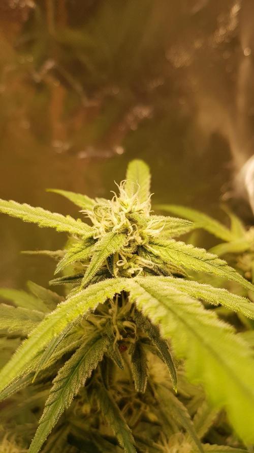 Fractal Collection #2. Week 8