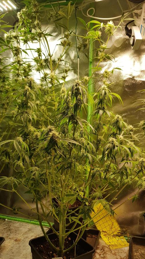 Opium goes Black #2. Week 8