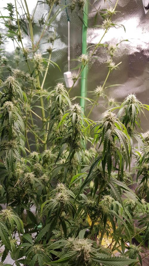 Opium goes Black #2. Week 8