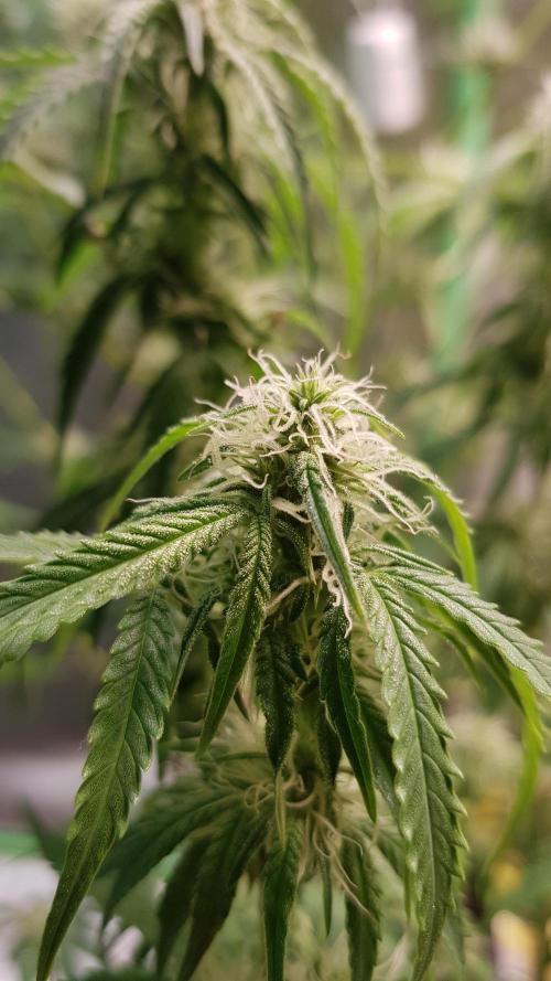 Opium goes Black #2. Week 8