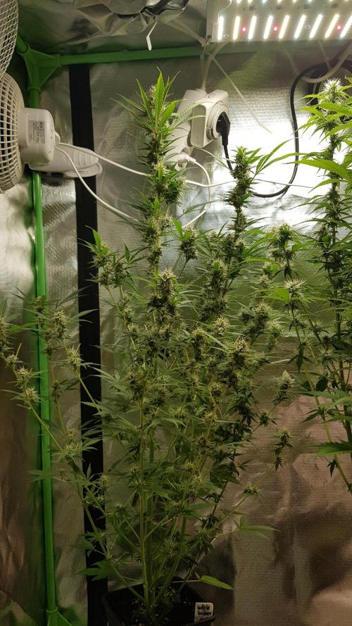 Widow Collection #2. Week 8