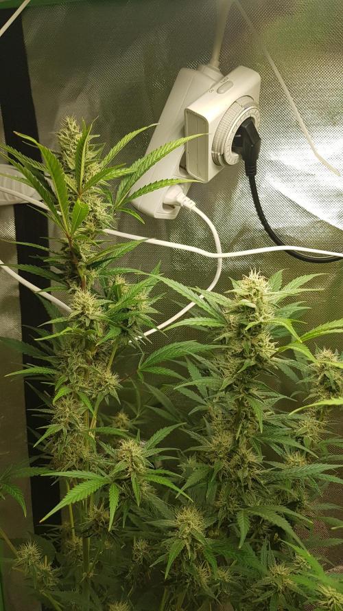 Widow Collection #2. Week 8