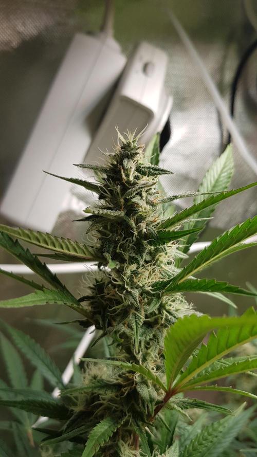 Widow Collection #2. Week 8