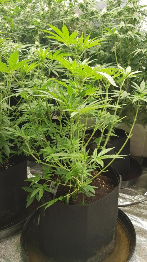 Fruity Fusion. Week 7