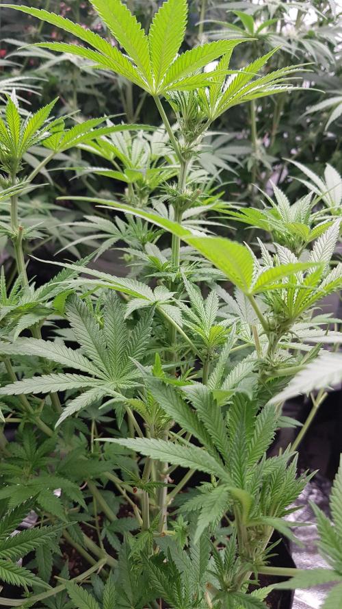 Fruity Fusion. Week 7