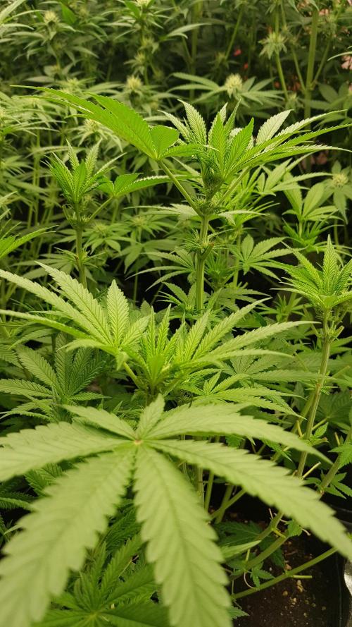 Fruity Fusion. Week 7