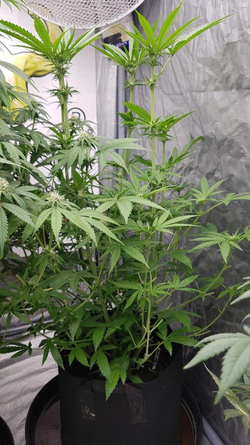 Sherbet with Paya. Week 7