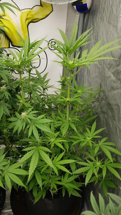 Sherbet with Paya. Week 7