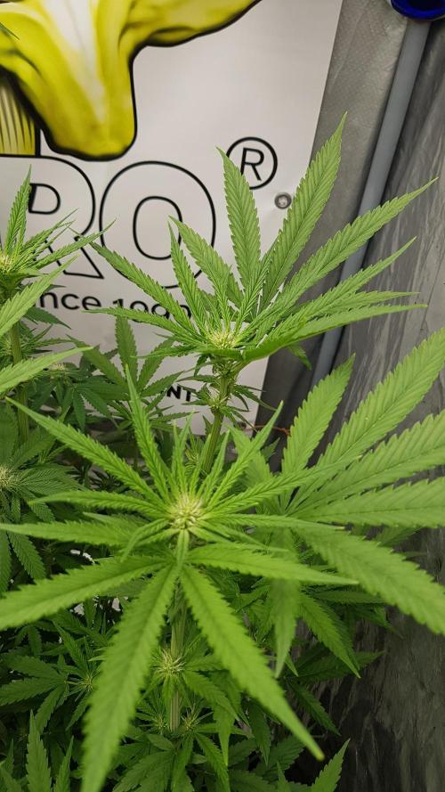 Sherbet with Paya. Week 7