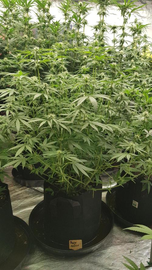 Expedition Asia. Week 7