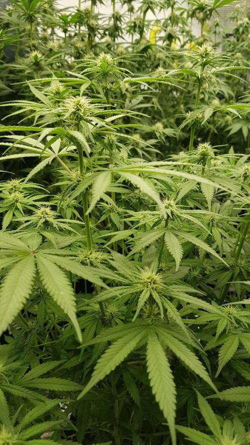 Expedition Asia. Week 7