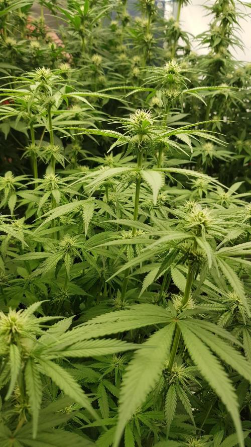 Expedition Asia. Week 7