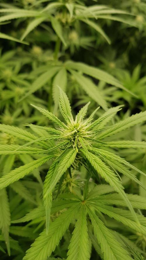 Expedition Asia. Week 7