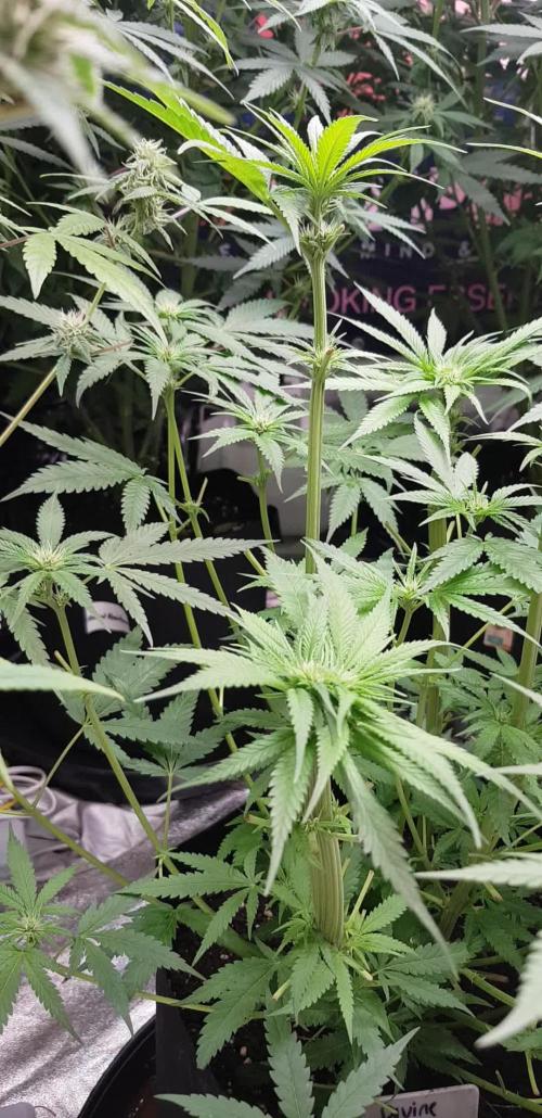 Ultimate Rapier Hunt