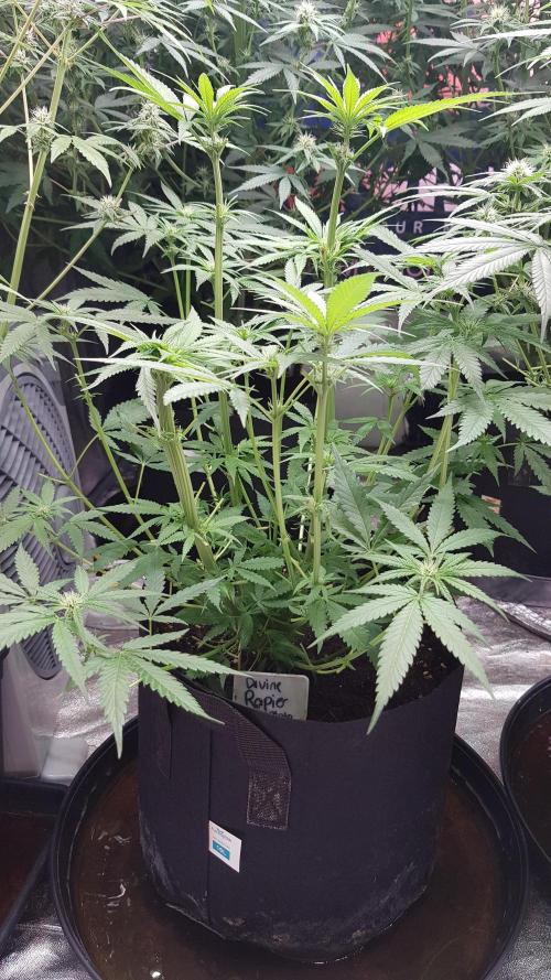 Ultimate Rapier Hunt. Week 7