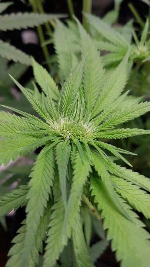 Ultimate Rapier Hunt. Week 7