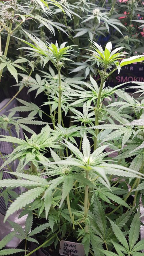 Ultimate Rapier Hunt. Week 7